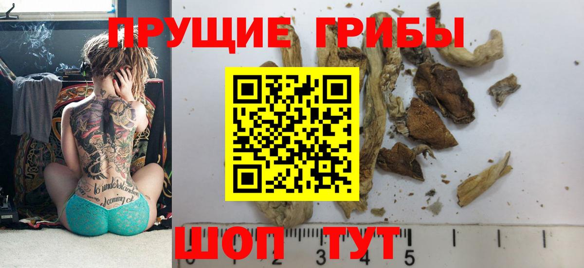 Галлюциногенные грибы Psilocybe Ишим